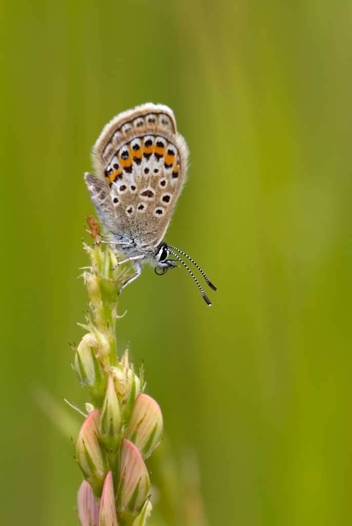 Vento Maledetto!! :-)