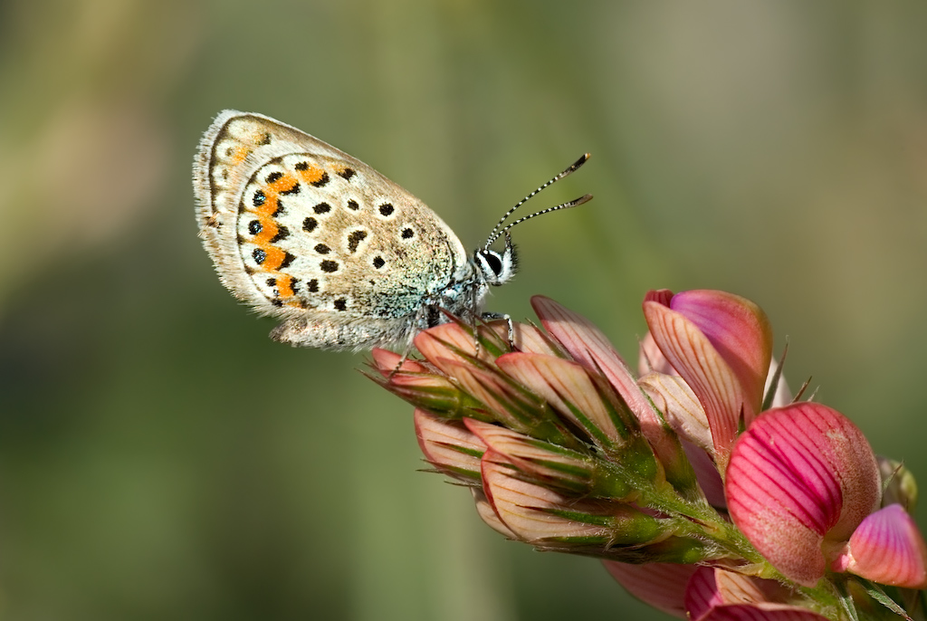 ...ancora la mia amichetta ;-)
