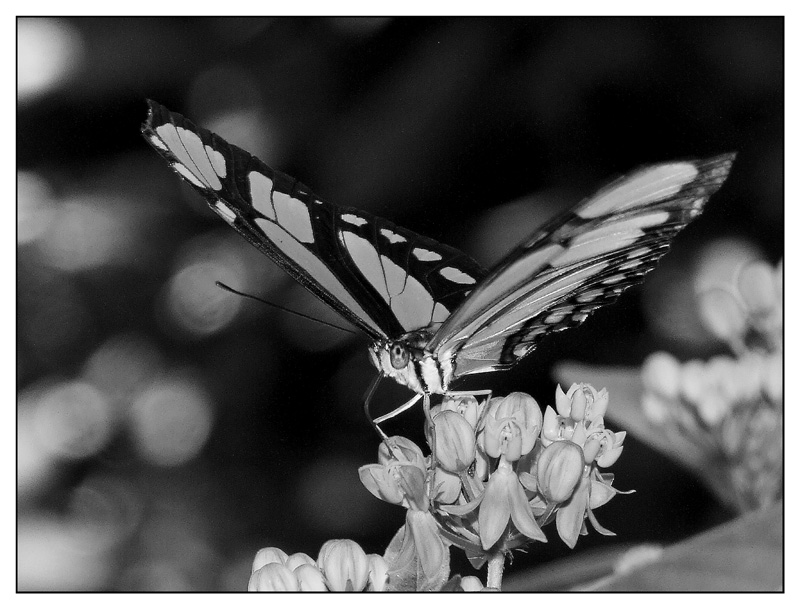 ::: FARFALASPEZZATA :::