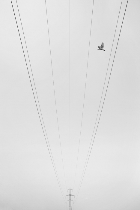 Un calice per gabbia