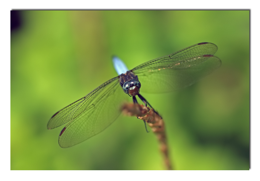 collezione estate 2007