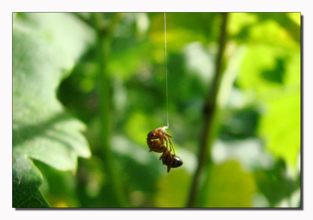 Certezze... italiane