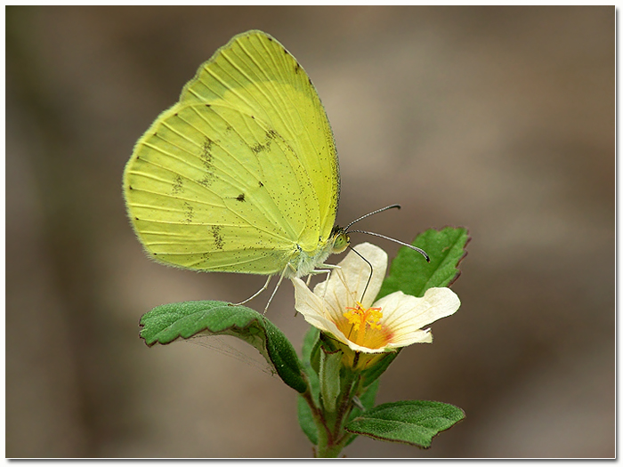 Con cannuccia incorporata