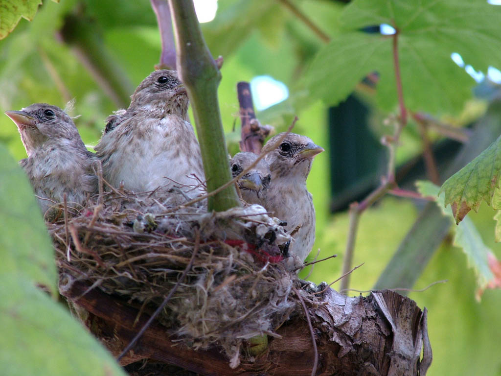 nido di cardellini sotto casa