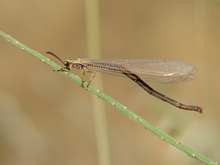 libellula o zanzara???
