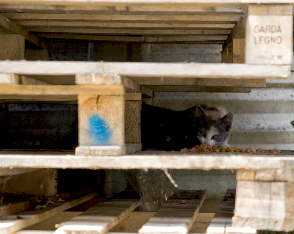 gattini....... diffidenti