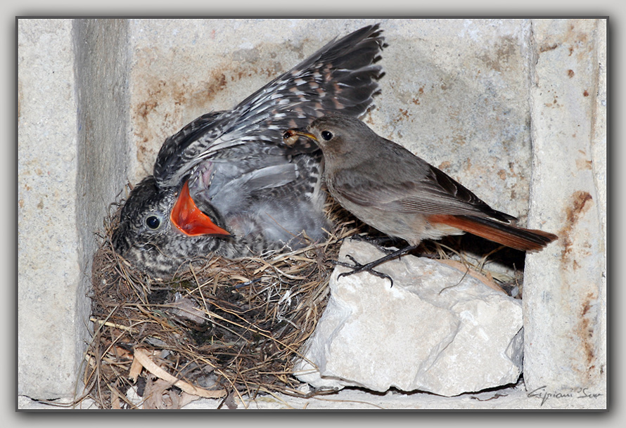 Cuculo e codirossa spazzacamino.