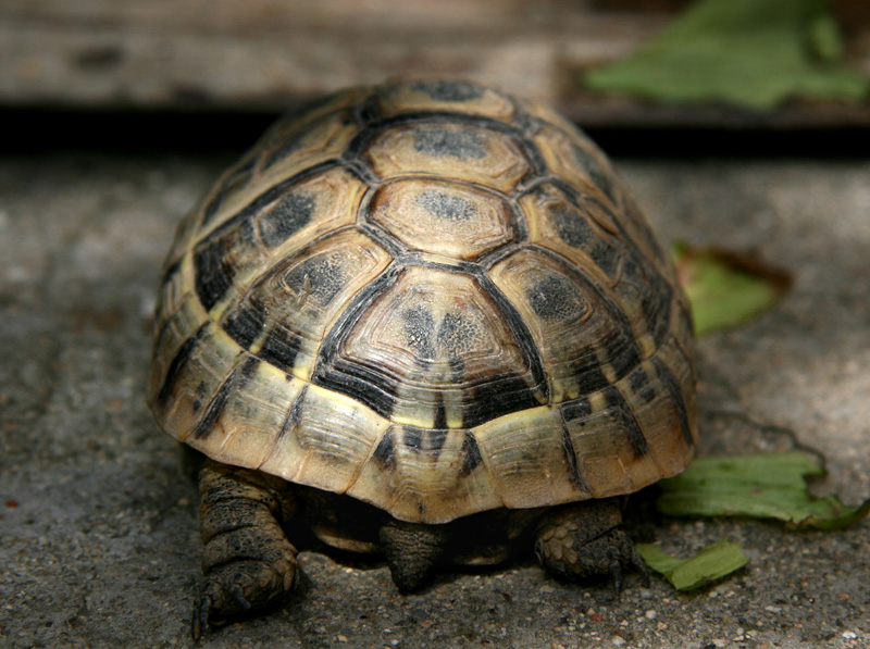 scusate le spalle...