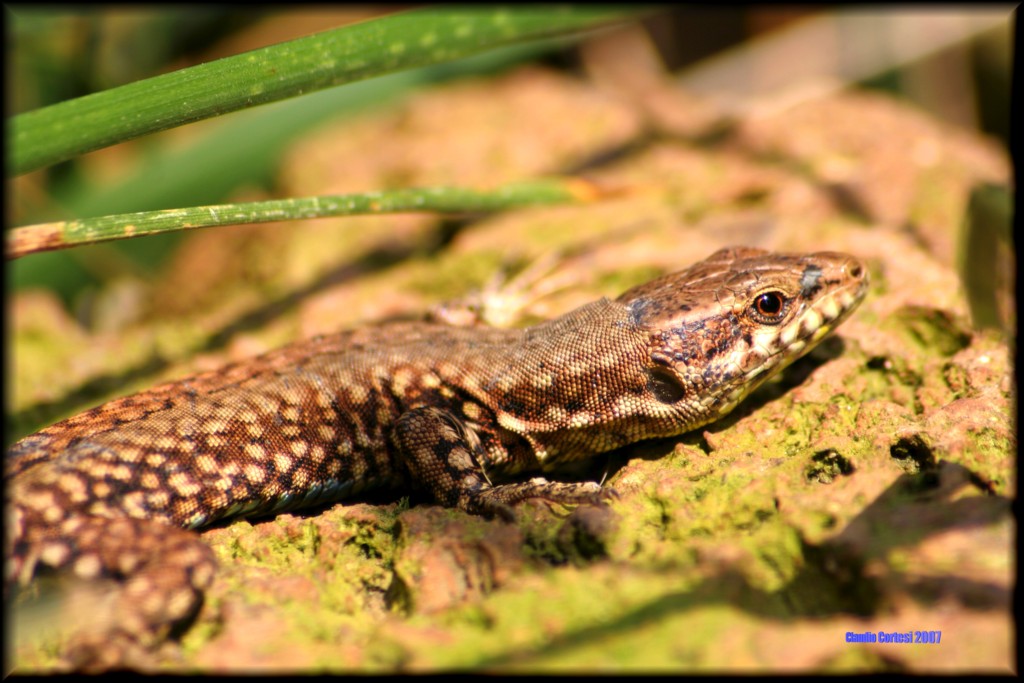 Staring at the sun..