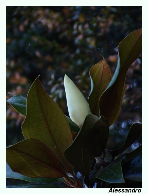 Bocciolo di magnolia