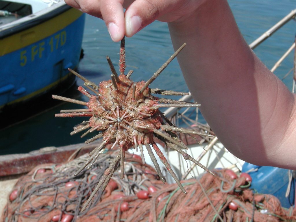 Riccio di profondit� - Isola d'Elba