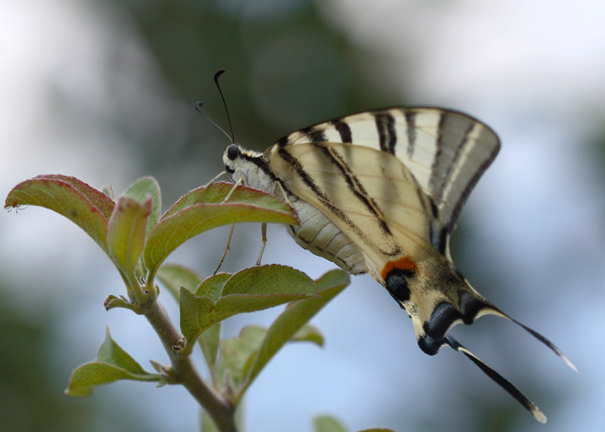 secondo appuntamento