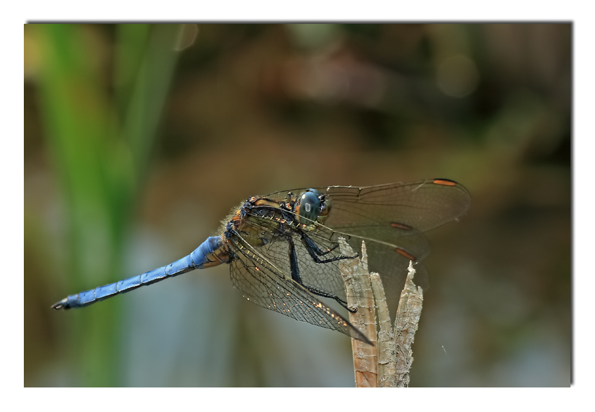 indietro tutta.... (R. Arbore)