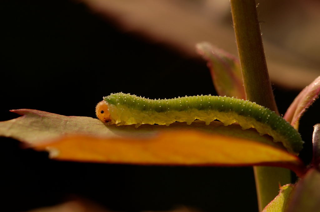 bruco in riposo
