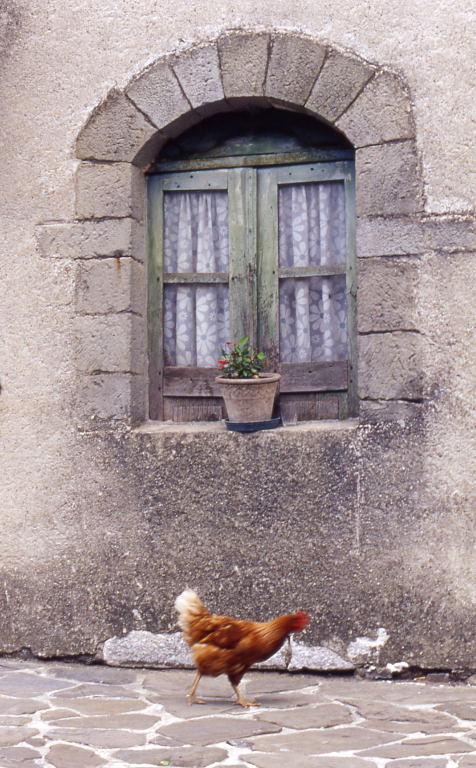 la gallina di Corchia