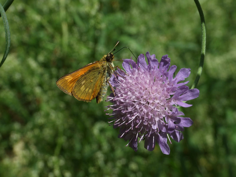 Il Fiore e la Farfalla