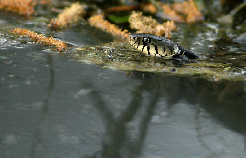 Renzo-...................