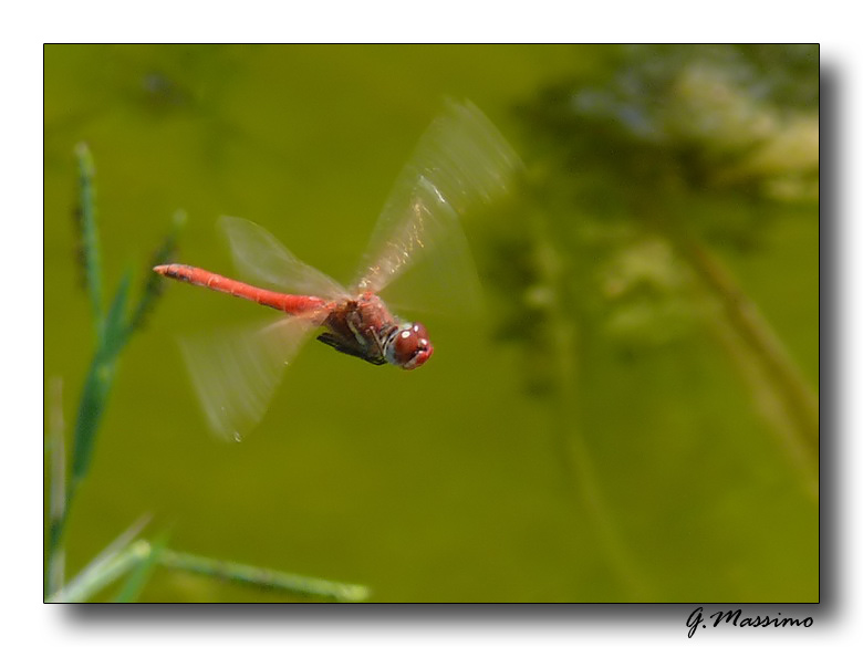 Libellula in volo