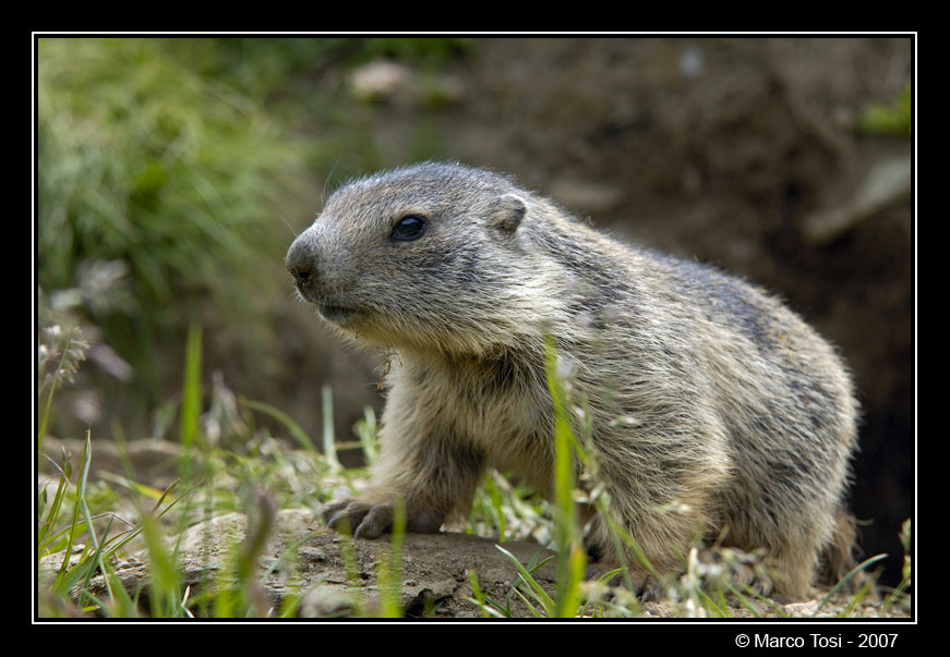 Piccolo di Marmotta