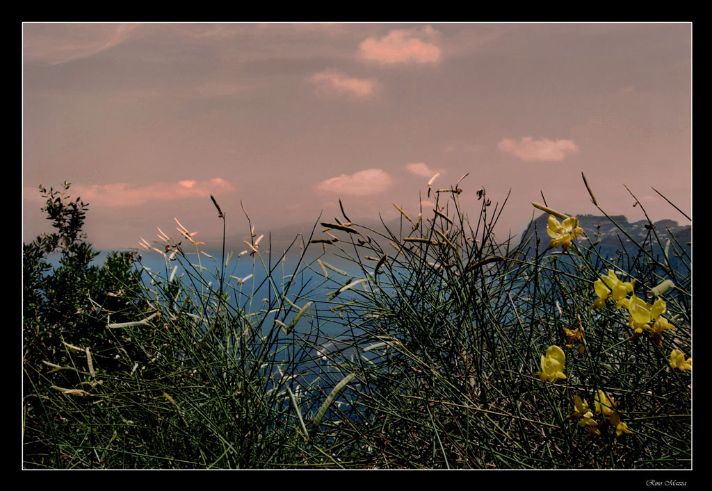 Il mondo visto da un fiore
