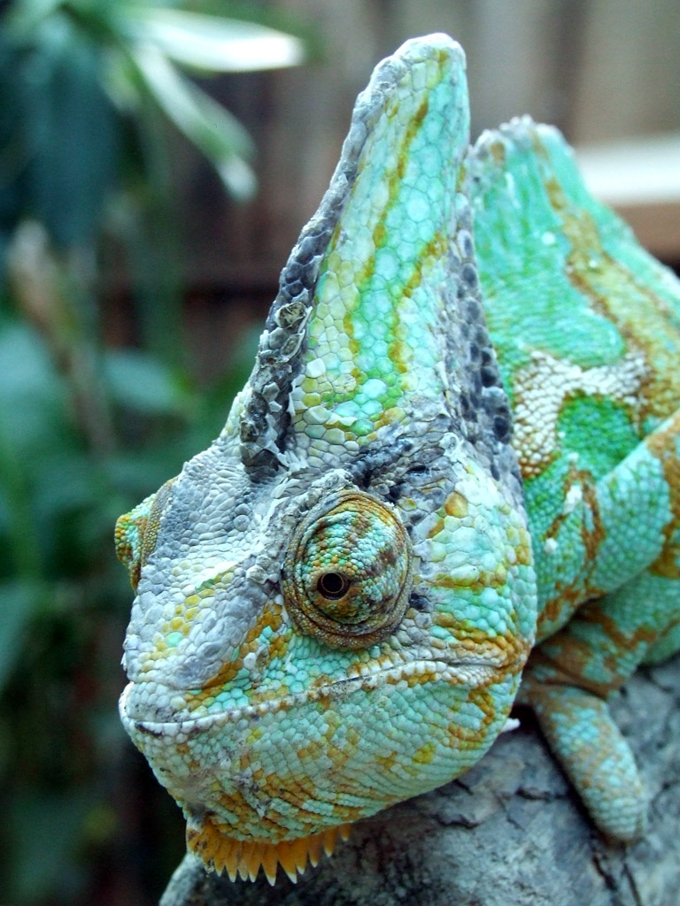 faccia da camaleonte!