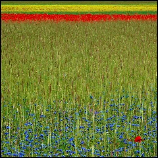 united colors of cius