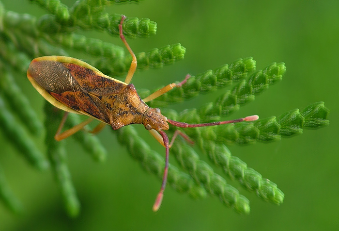 Stictopleurus Abutilonpictus