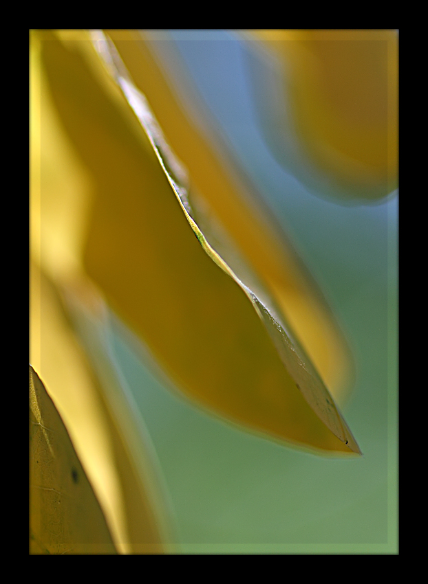 Il taglio della foglia