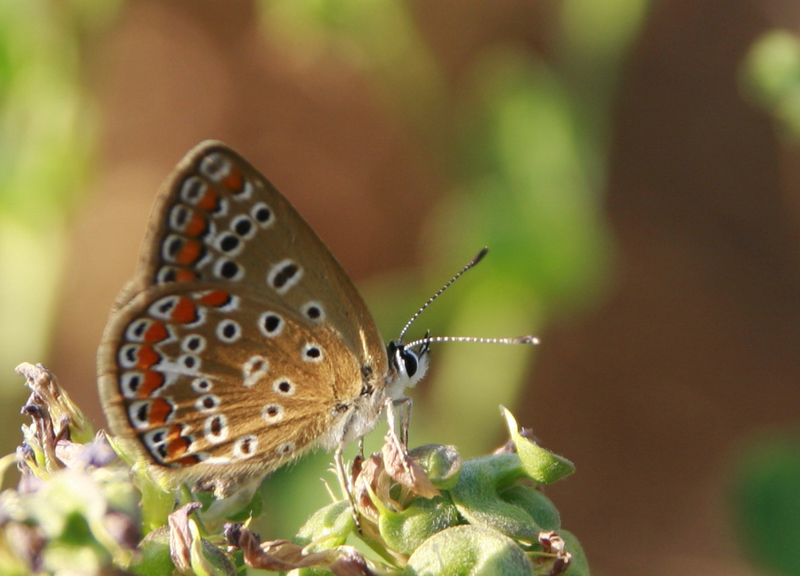 per augurare buona estate al FORUM