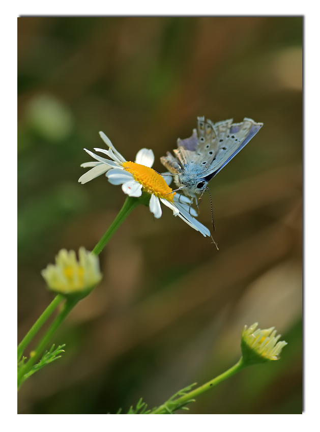 ...vita dura in natura...