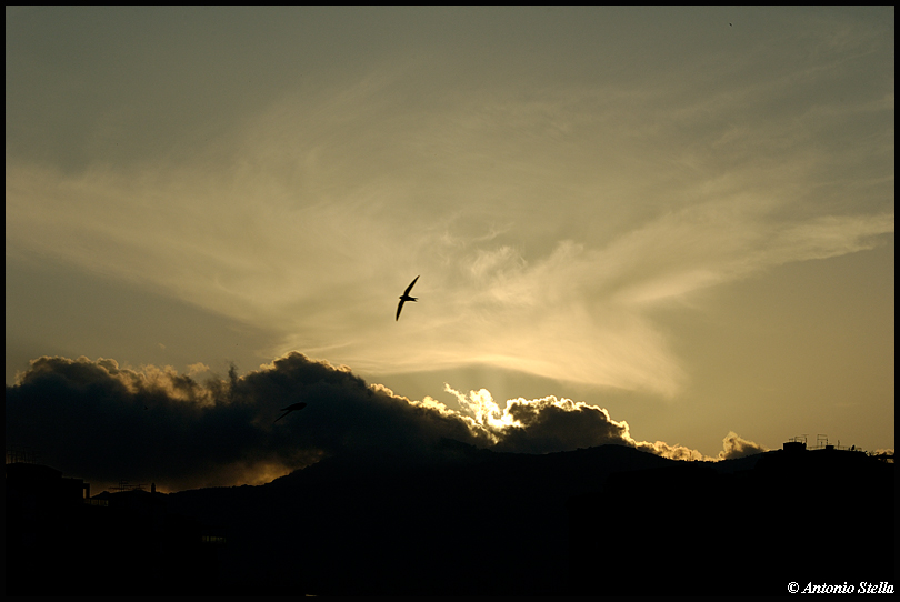 Sunset & Swallow