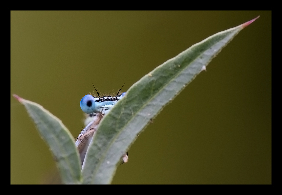 Damigella seminascosta