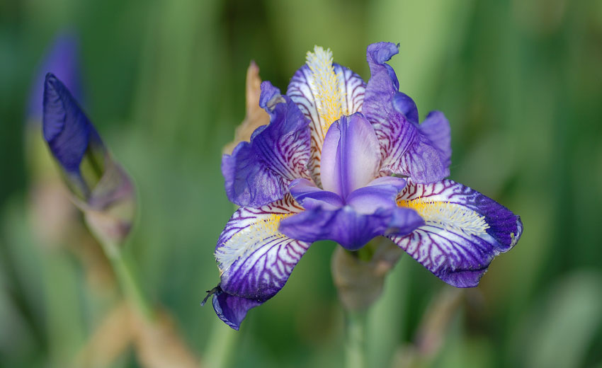 iris viola
