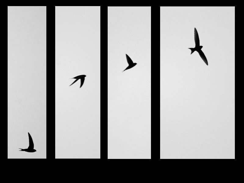 il volo - diamismo di un movimento