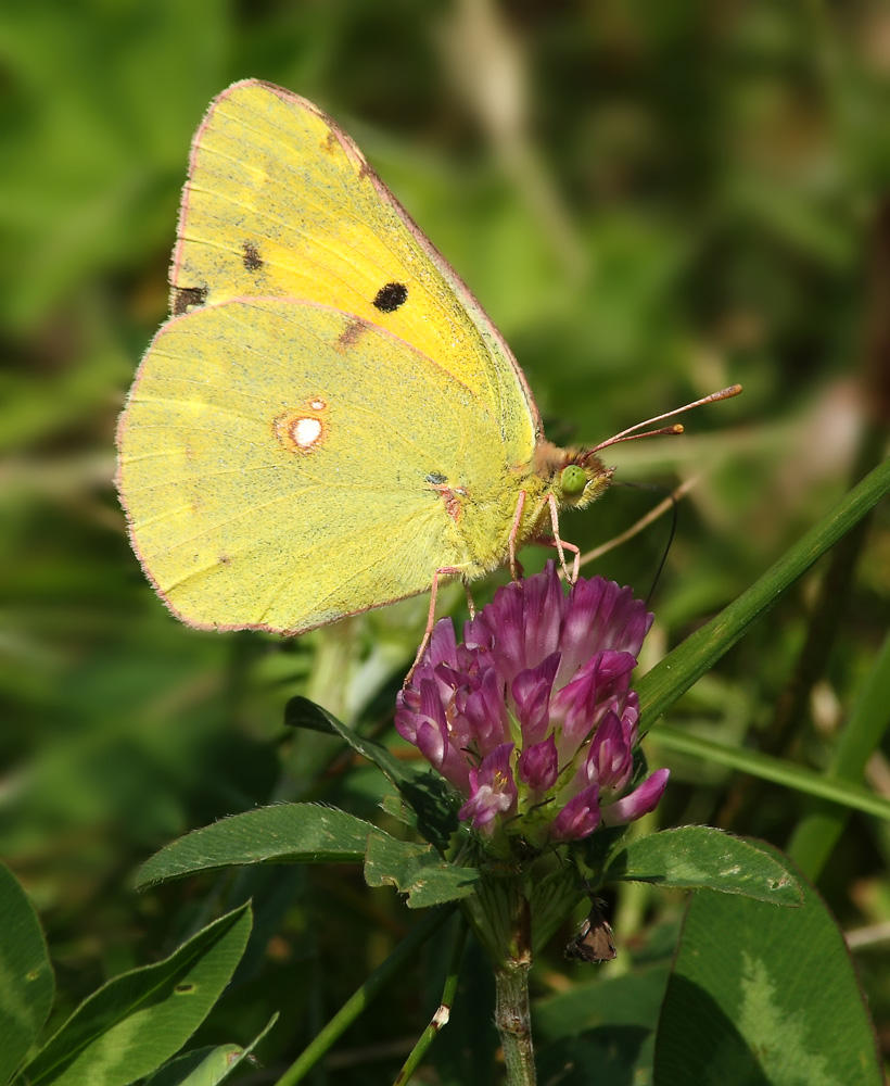 yellow butterfly