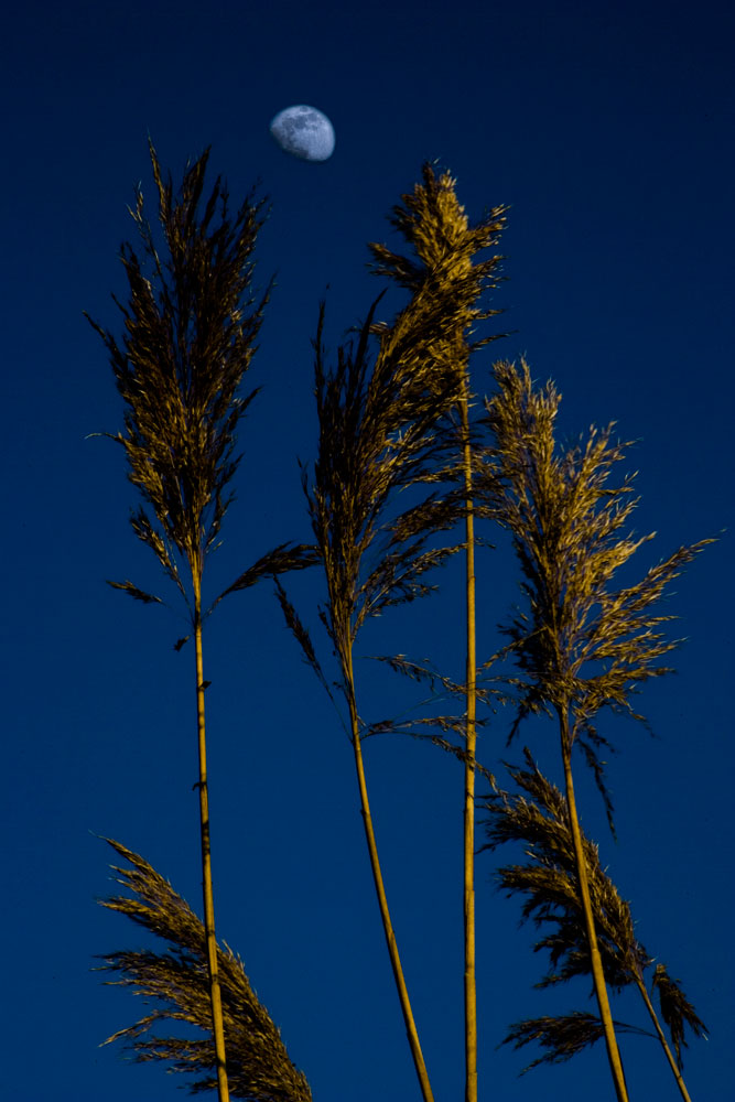 WWF-Park-Fiumicino-The-Moon-NF5I6014_0028