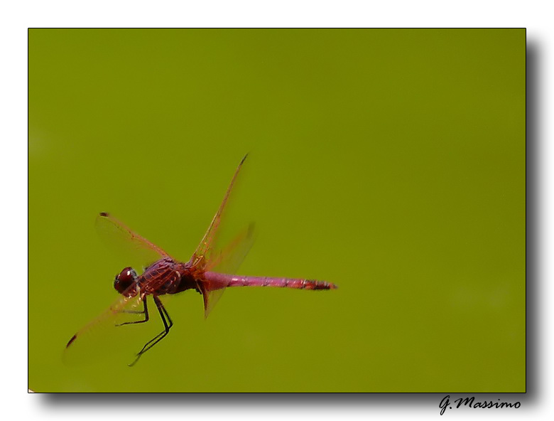 Red Dragonfly in Volo....