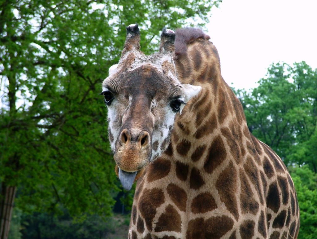 Smorfia di una Giraffa :-)