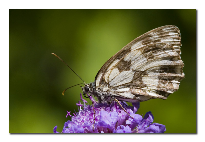 Melanargia galatea f.