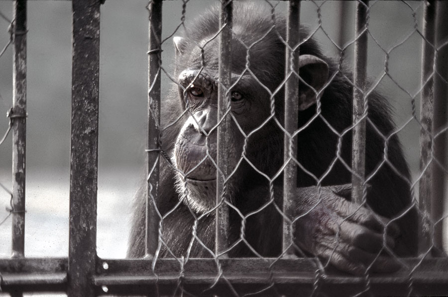 Chi oltre le sbarre?