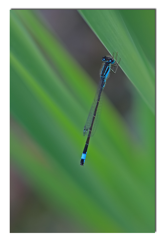 linea contrapposta...