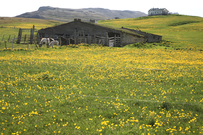 Daeli in Vididalur - Islanda