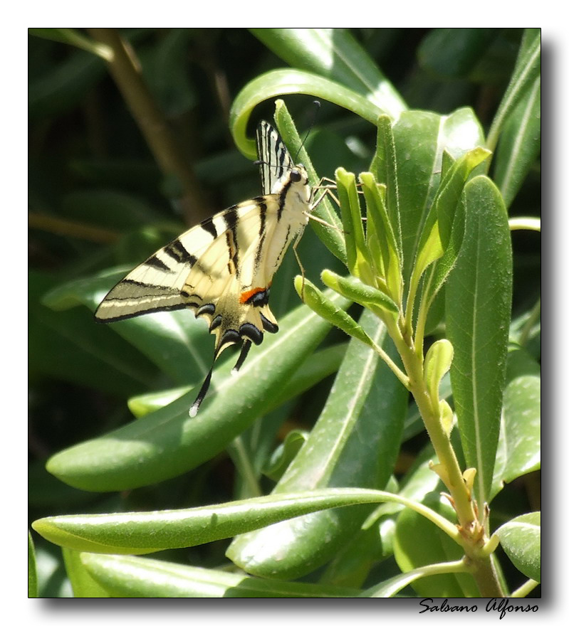 Farfalla 1