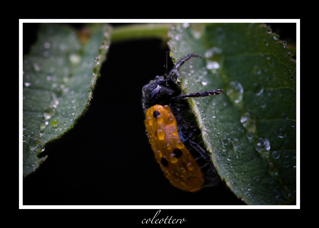coleottero