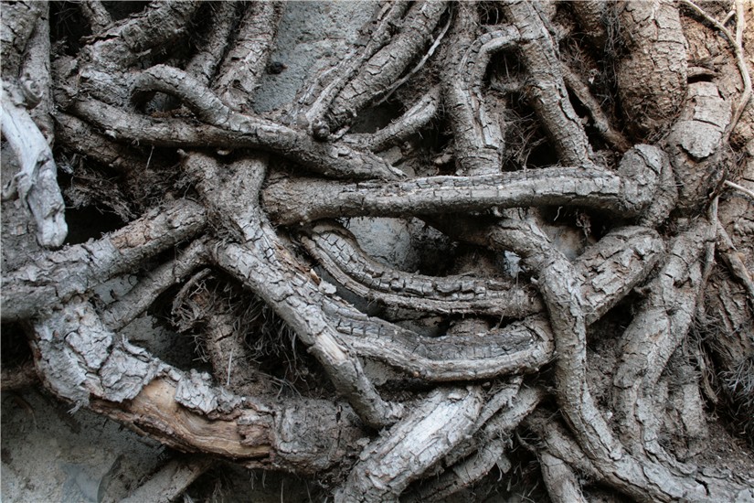 L'intreccio della vita