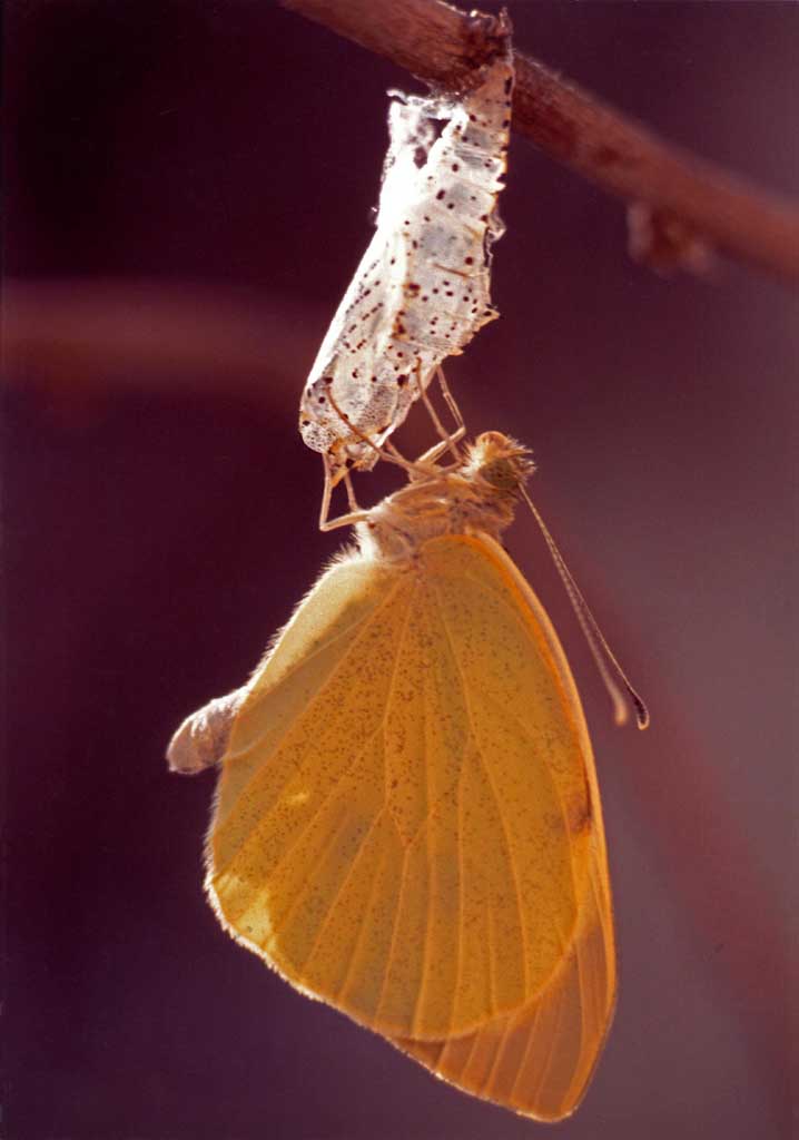 Prima del primo volo