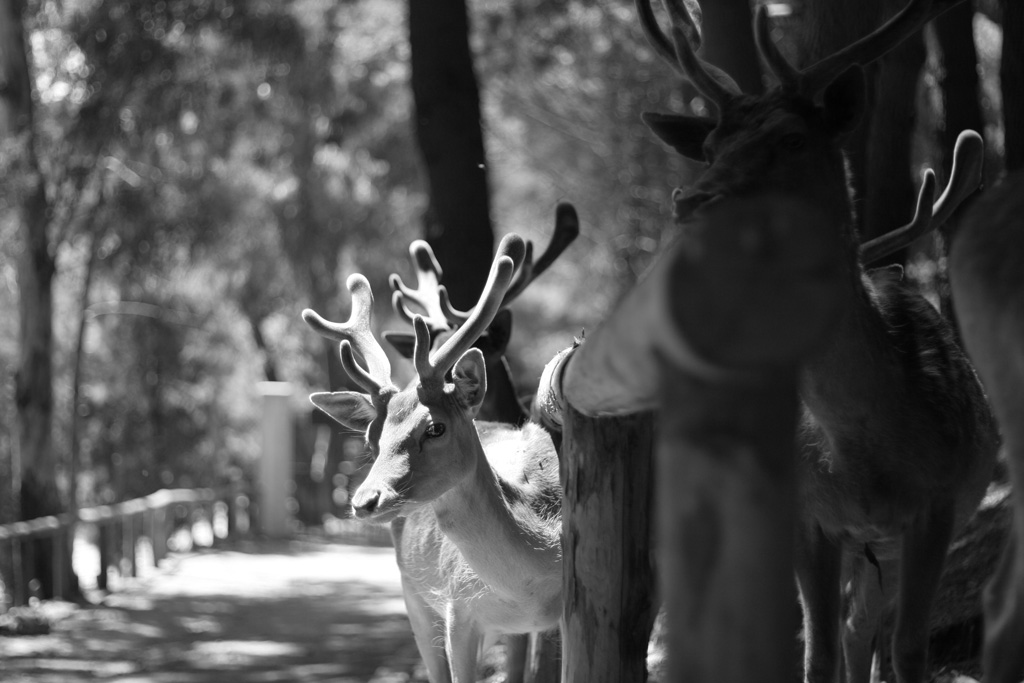 Daino dei Peloritani