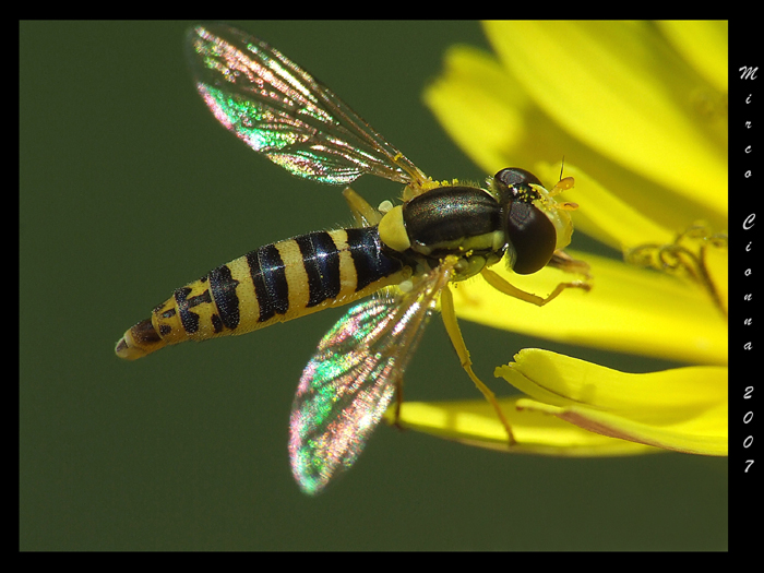 Piatto ricco mi ci ficco