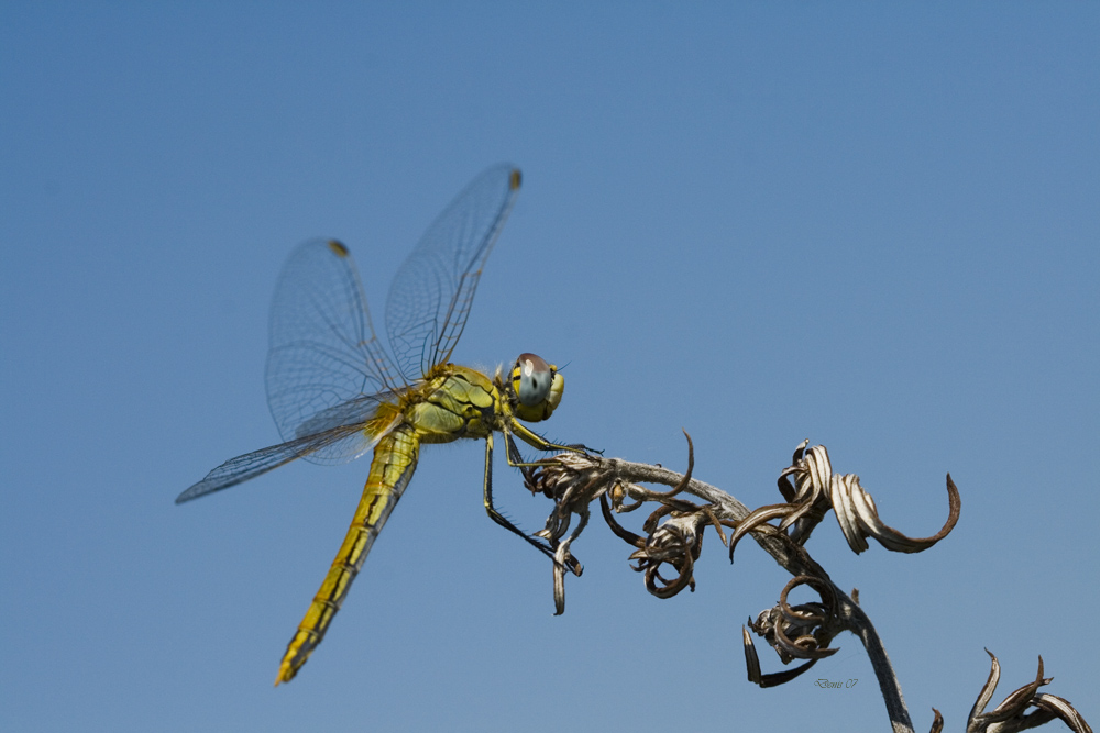 dedicata ai macroradunisti