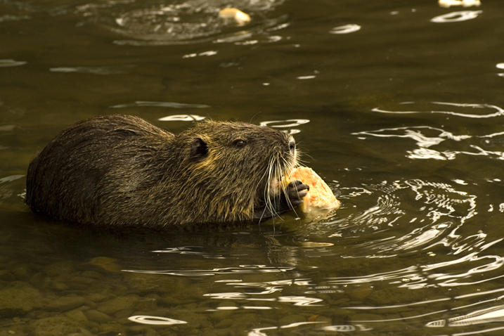 nutria affamata